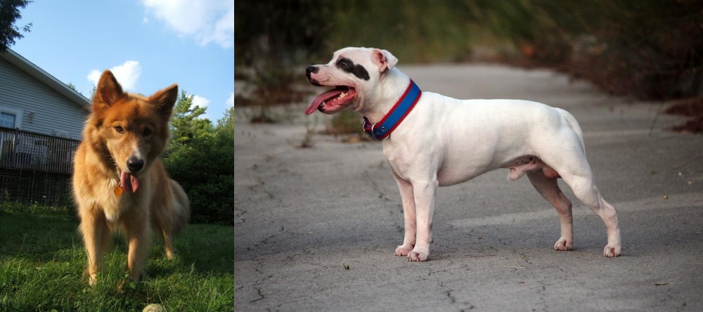 Staffordshire Bull Terrier vs Karelo-Finnish Laika - Breed Comparison