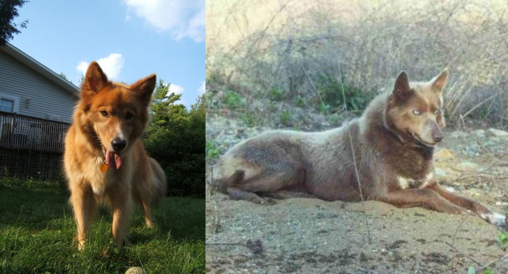 Tahltan Bear Dog vs Karelo-Finnish Laika - Breed Comparison