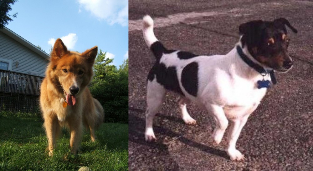 Teddy Roosevelt Terrier vs Karelo-Finnish Laika - Breed Comparison