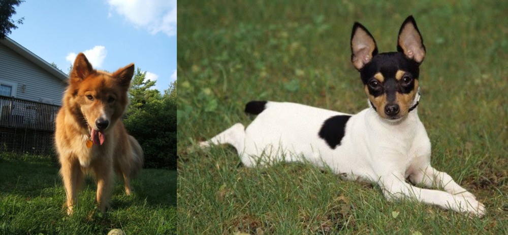 Toy Fox Terrier vs Karelo-Finnish Laika - Breed Comparison