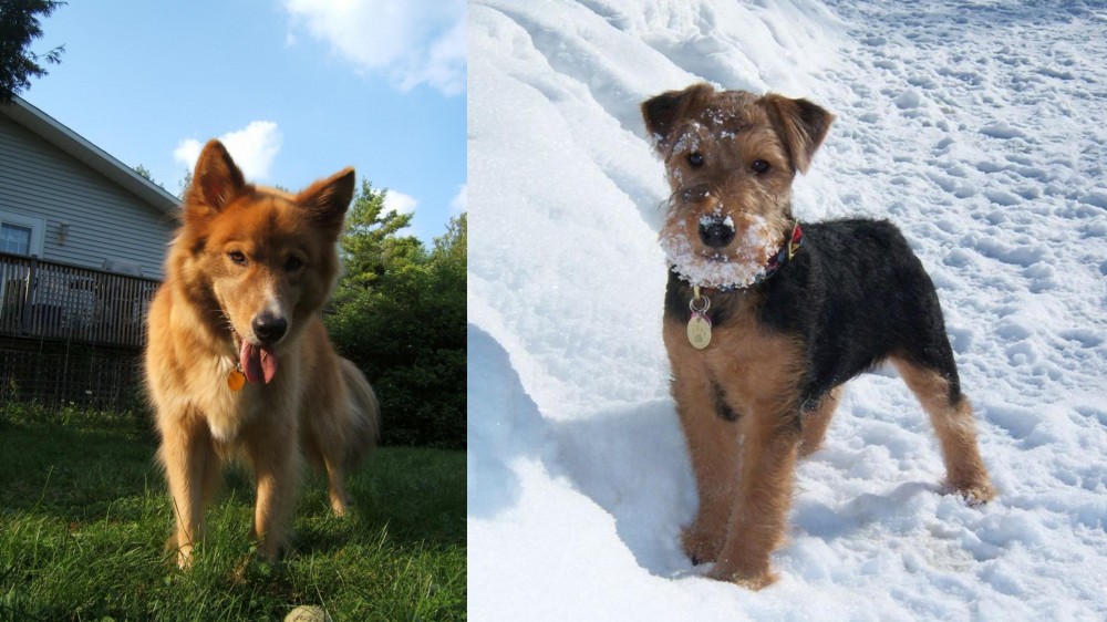 Welsh Terrier vs Karelo-Finnish Laika - Breed Comparison