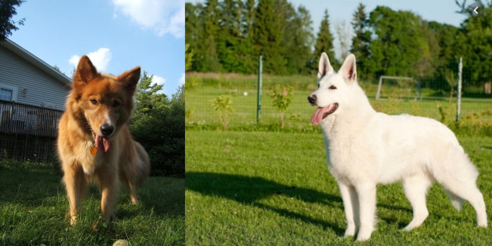 White Shepherd vs Karelo-Finnish Laika - Breed Comparison