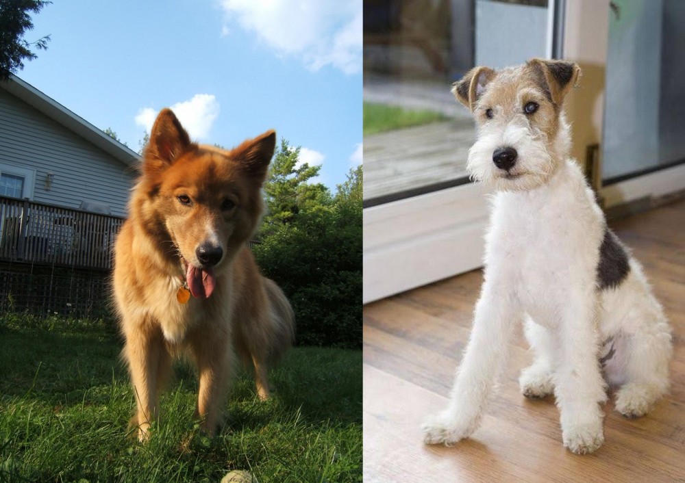 Wire Fox Terrier vs Karelo-Finnish Laika - Breed Comparison