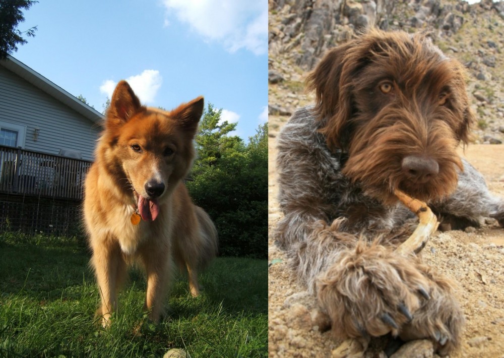 Wirehaired Pointing Griffon vs Karelo-Finnish Laika - Breed Comparison