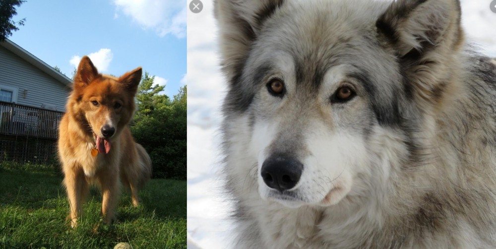Wolfdog vs Karelo-Finnish Laika - Breed Comparison