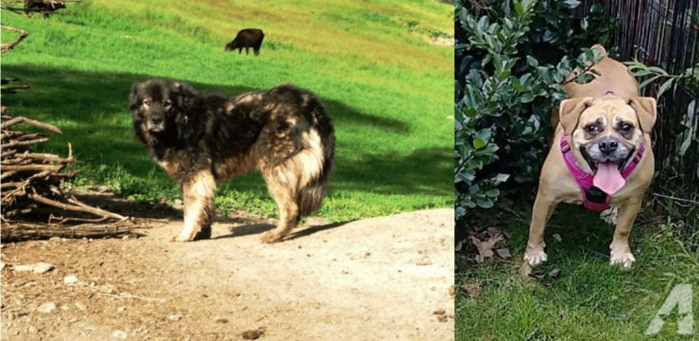Beabull vs Kars Dog - Breed Comparison