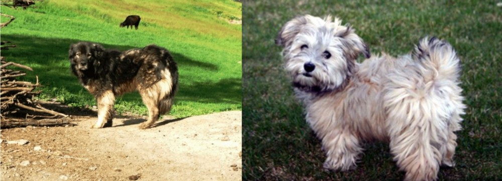 Havapoo vs Kars Dog - Breed Comparison