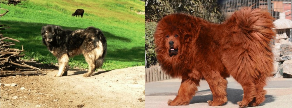 Himalayan Mastiff vs Kars Dog - Breed Comparison