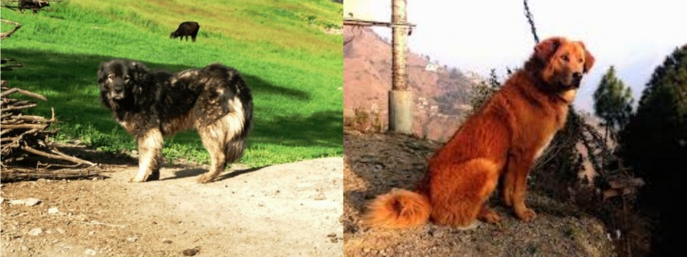 Himalayan Sheepdog vs Kars Dog - Breed Comparison