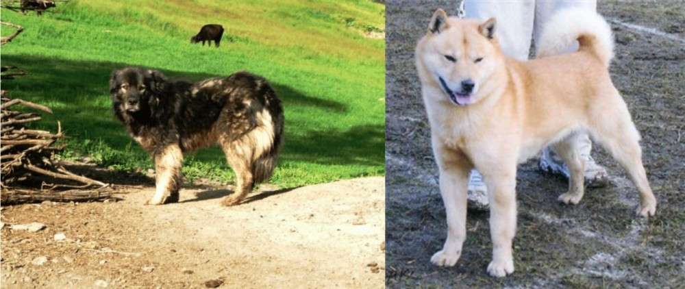 Hokkaido vs Kars Dog - Breed Comparison