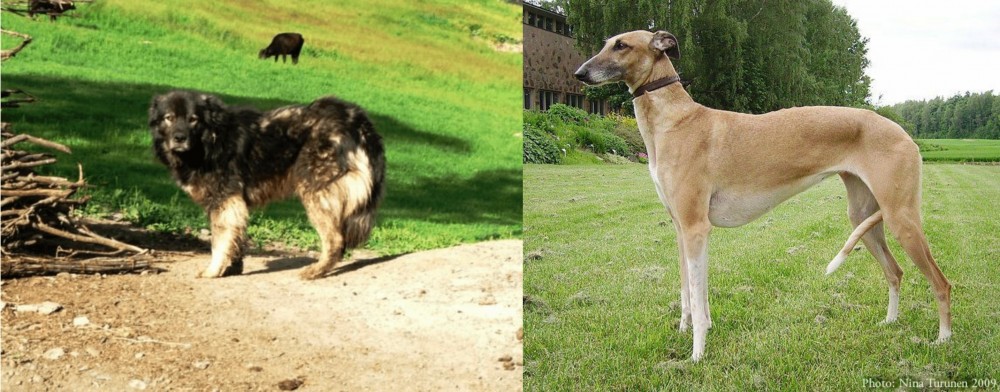 Hortaya Borzaya vs Kars Dog - Breed Comparison