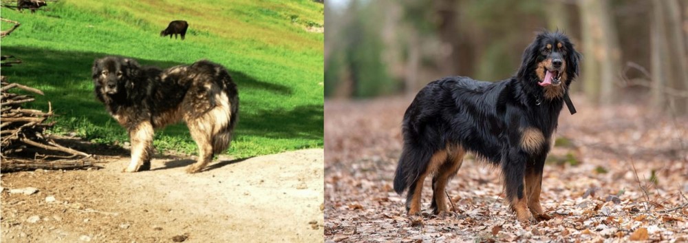 Hovawart vs Kars Dog - Breed Comparison