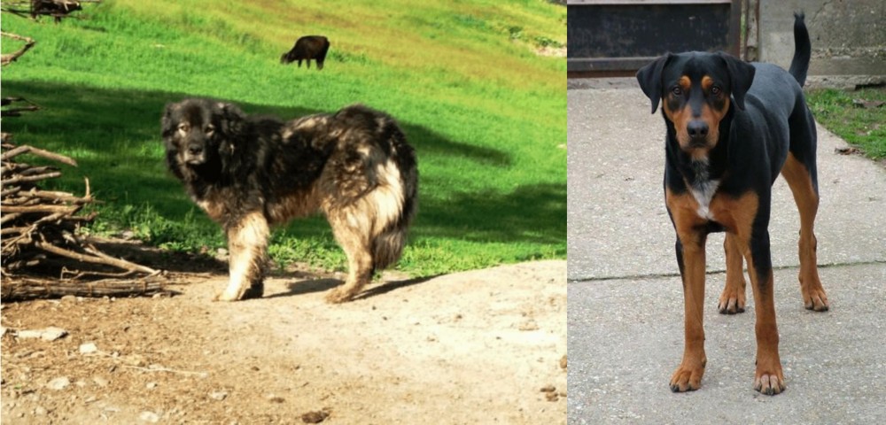 Hungarian Hound vs Kars Dog - Breed Comparison