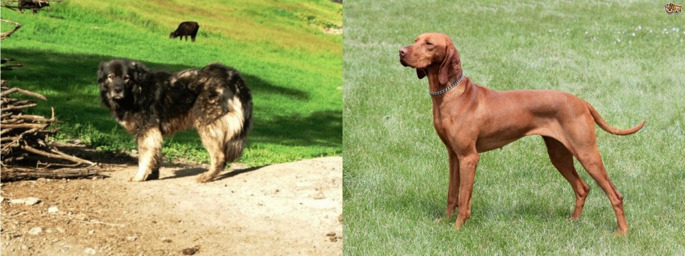 Hungarian Vizsla vs Kars Dog - Breed Comparison