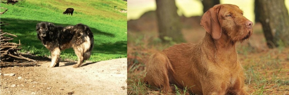 Hungarian Wirehaired Vizsla vs Kars Dog - Breed Comparison