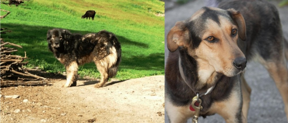 Huntaway vs Kars Dog - Breed Comparison
