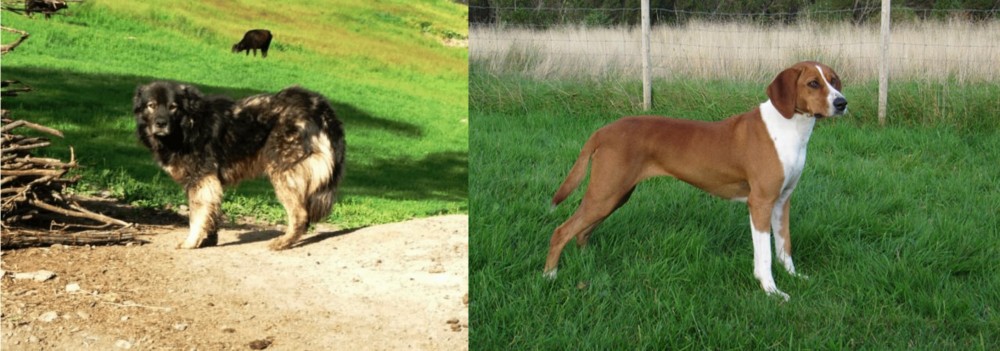 Hygenhund vs Kars Dog - Breed Comparison
