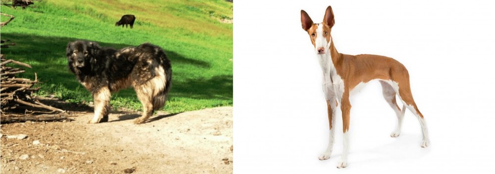 Ibizan Hound vs Kars Dog - Breed Comparison