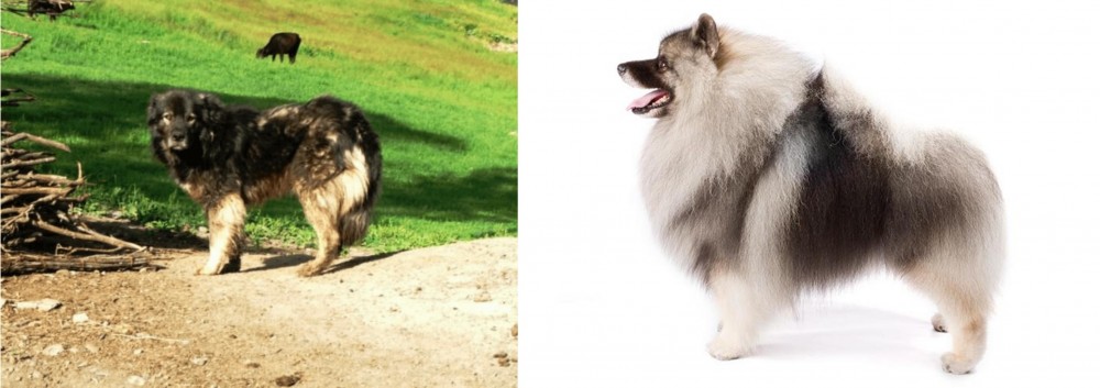 Keeshond vs Kars Dog - Breed Comparison