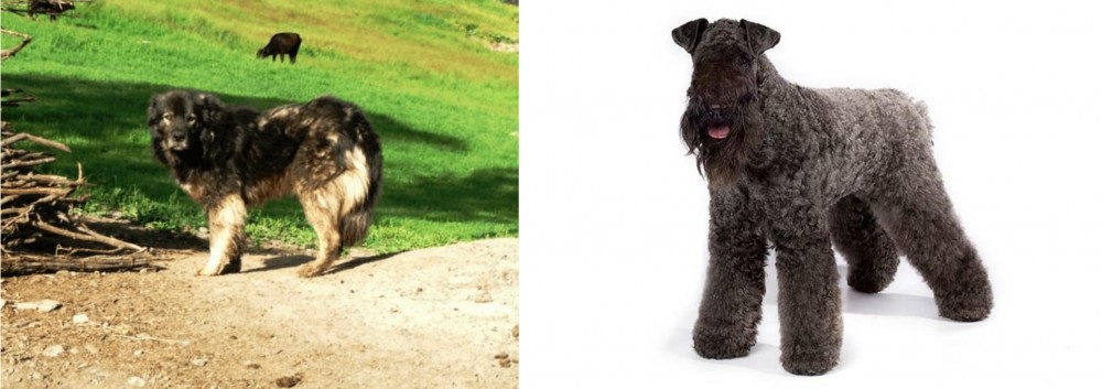 Kerry Blue Terrier vs Kars Dog - Breed Comparison