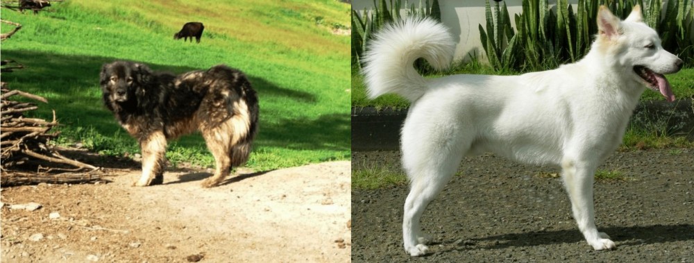 Kintamani vs Kars Dog - Breed Comparison