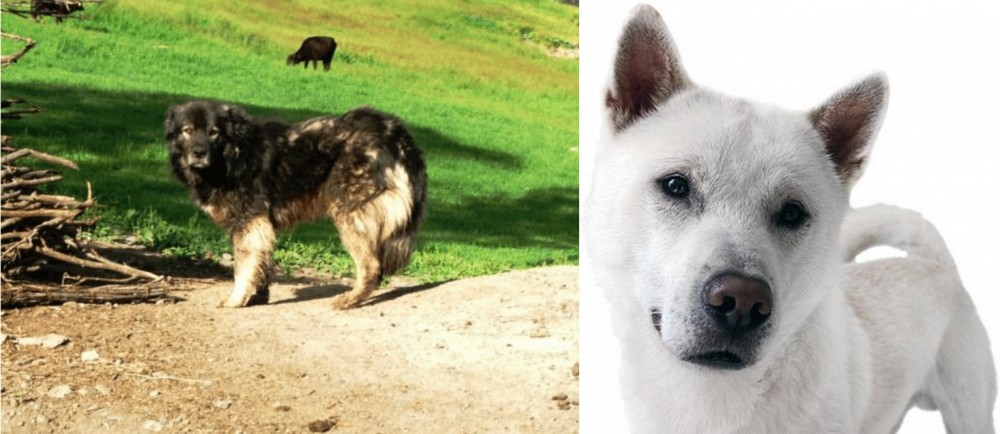 Kishu vs Kars Dog - Breed Comparison