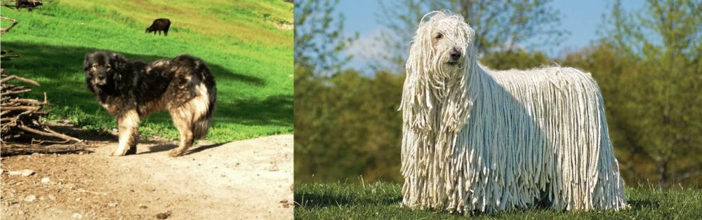 Komondor vs Kars Dog - Breed Comparison