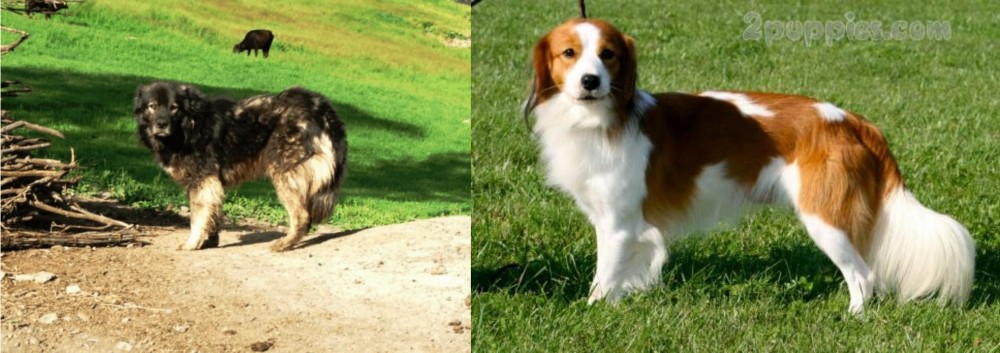 Kooikerhondje vs Kars Dog - Breed Comparison