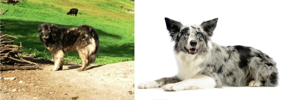 Koolie vs Kars Dog - Breed Comparison