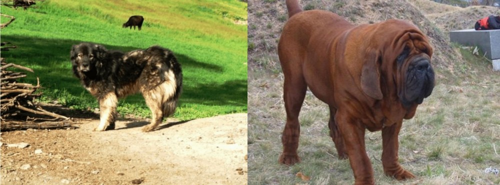 Korean Mastiff vs Kars Dog - Breed Comparison