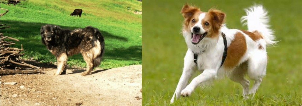 Kromfohrlander vs Kars Dog - Breed Comparison