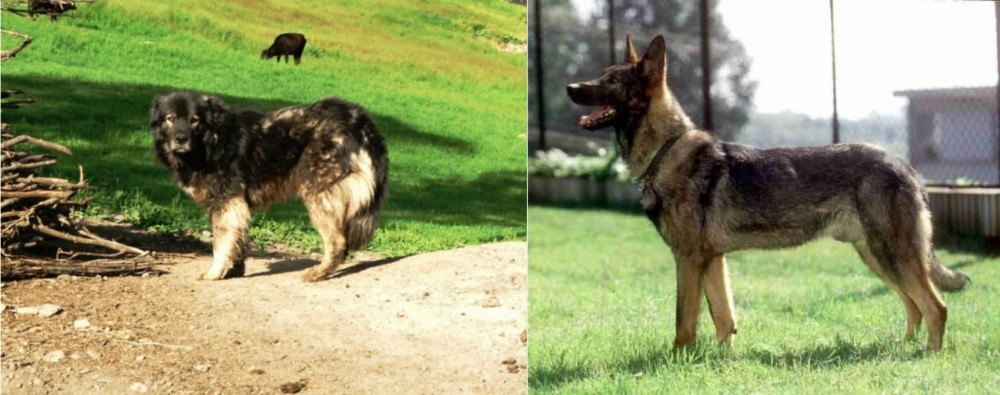 Kunming Dog vs Kars Dog - Breed Comparison