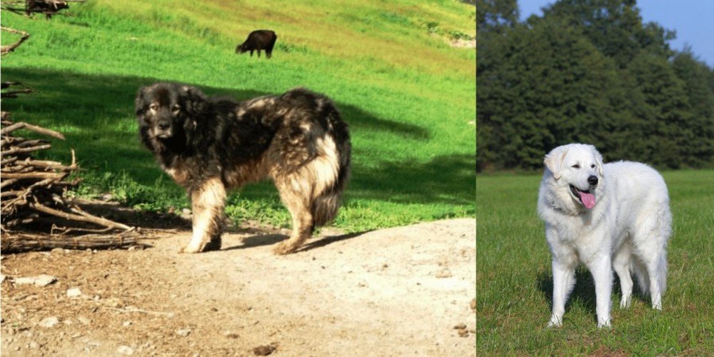 Kuvasz vs Kars Dog - Breed Comparison