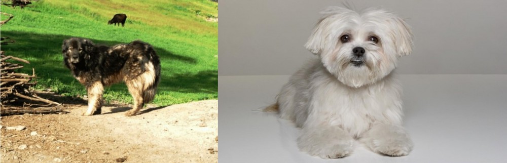 Kyi-Leo vs Kars Dog - Breed Comparison