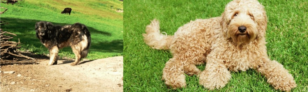 Labradoodle vs Kars Dog - Breed Comparison