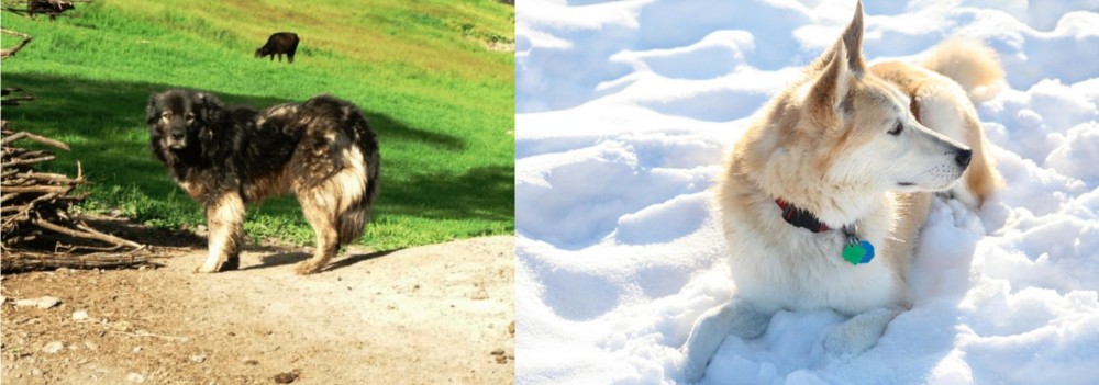 Labrador Husky vs Kars Dog - Breed Comparison