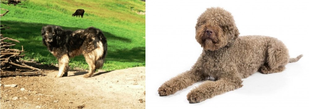 Lagotto Romagnolo vs Kars Dog - Breed Comparison