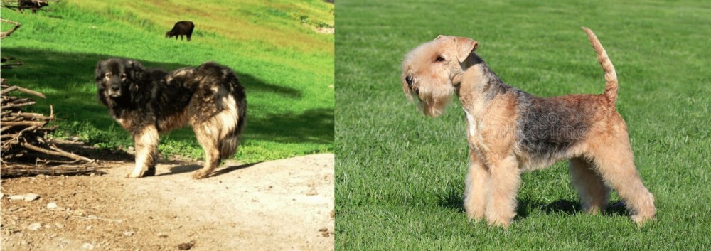 Lakeland Terrier vs Kars Dog - Breed Comparison