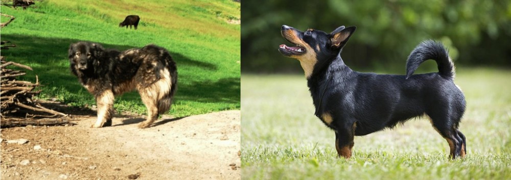 Lancashire Heeler vs Kars Dog - Breed Comparison