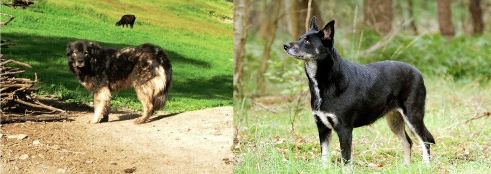 Lapponian Herder vs Kars Dog - Breed Comparison