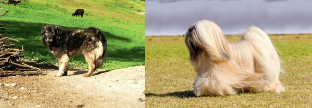 Lhasa Apso vs Kars Dog - Breed Comparison