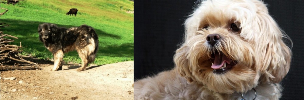 Lhasapoo vs Kars Dog - Breed Comparison