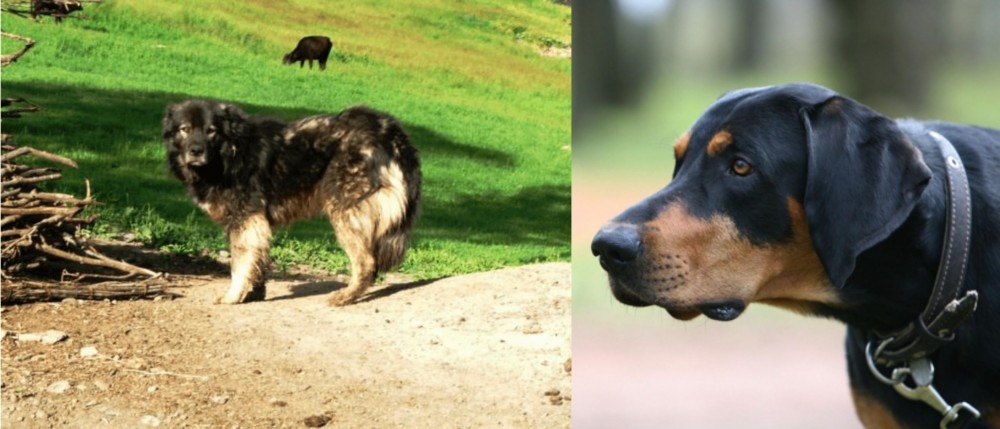 Lithuanian Hound vs Kars Dog - Breed Comparison
