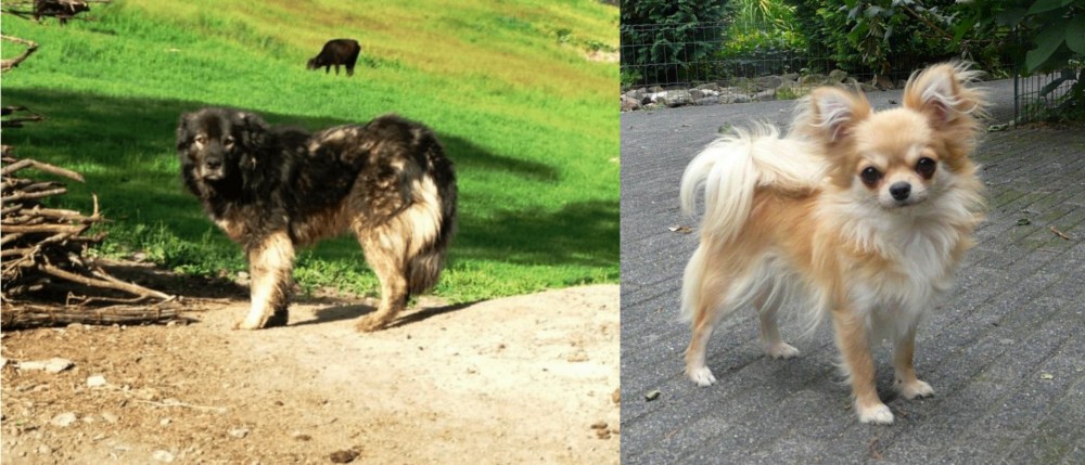 Long Haired Chihuahua vs Kars Dog - Breed Comparison