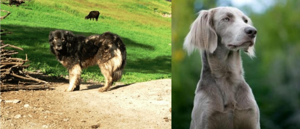 Longhaired Weimaraner vs Kars Dog - Breed Comparison