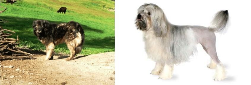 Lowchen vs Kars Dog - Breed Comparison