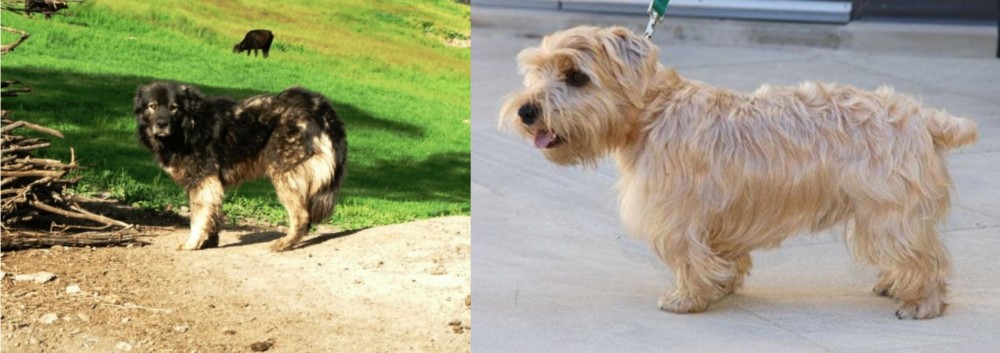 Lucas Terrier vs Kars Dog - Breed Comparison