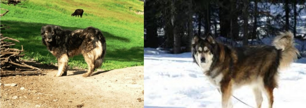 Mackenzie River Husky vs Kars Dog - Breed Comparison