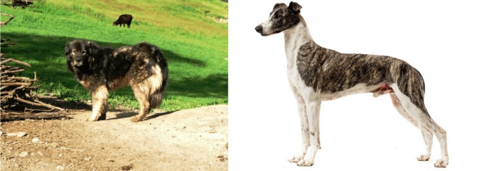 Magyar Agar vs Kars Dog - Breed Comparison