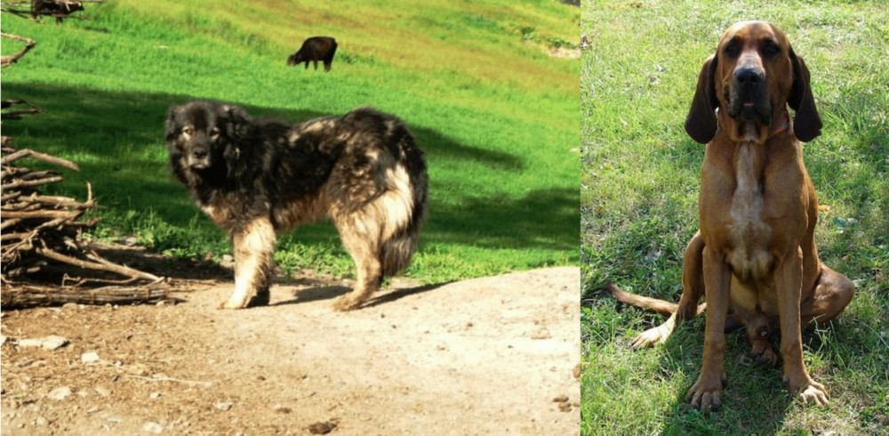 Majestic Tree Hound vs Kars Dog - Breed Comparison